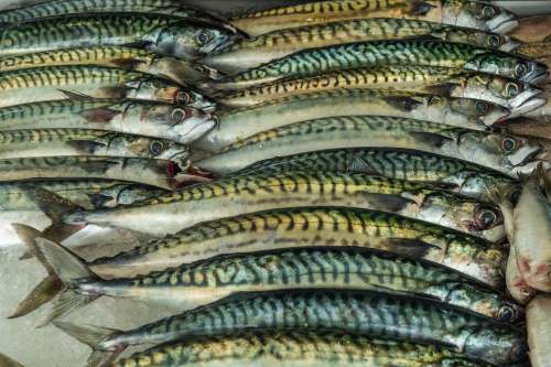 animal silver and yellow fish on black surface fish